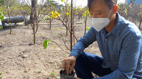 Rực rỡ làng trồng mai vàng 5 cánh ở Kỳ Nam