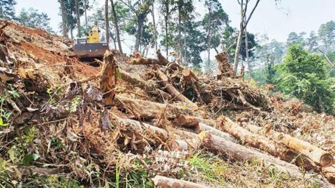 Lâm Đồng thiệt hại 12,8 ha rừng với 87 vụ vi phạm trong 4 tháng đầu năm
