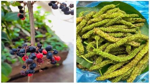 Liên tiếp các vụ ngộ độc sau khi ăn quả rừng ở Hà Giang