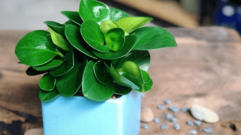 Top 10 cây phong thủy hợp với gia chủ mệnh Mộc