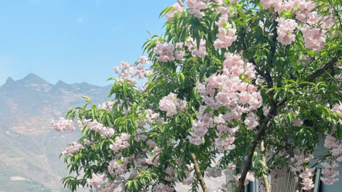 Đạo diễn 9X Hoàng Thành Long làm phim hài Tết "Điều ước của cha"