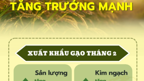 Xuất khẩu gạo hai tháng đầu năm 2024 tăng trưởng mạnh