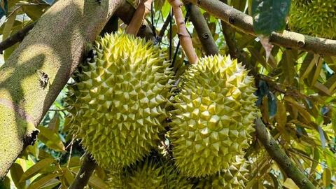 Những loại sầu riêng đông lạnh nào sắp xuất khẩu sang Trung Quốc?