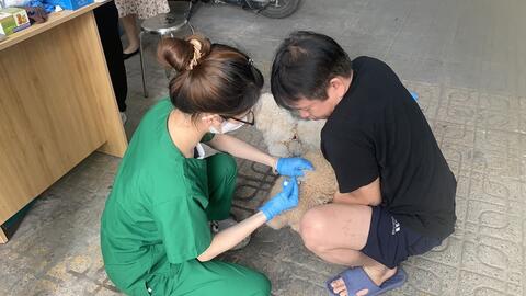 Vì sao bệnh dại đang có xu hướng gia tăng?