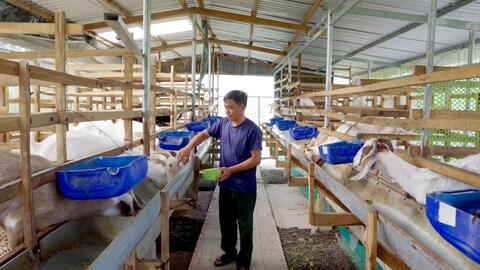 Thư về tòa soạn: Nuôi dê thoát nghèo
