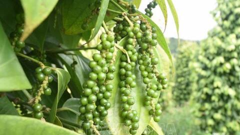 Giá hồ tiêu hôm nay (16-8): Giảm nhẹ