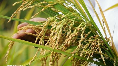 Giá lúa gạo hôm nay (28-8): Tăng nhẹ