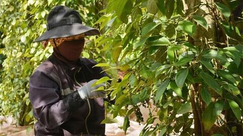 Giá hồ tiêu hôm nay 9-9: Hồ tiêu nội địa tăng