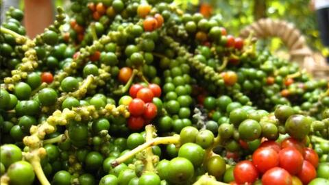 Giá hồ tiêu hôm nay (11-9): Cao nhất 155.500 đồng/kg