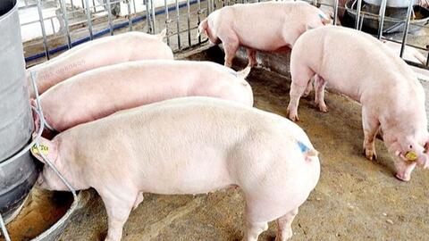 Giá lợn hơi hôm nay (16-9): Cao nhất 67.000 đồng/kg