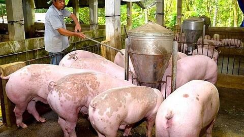 Giá lợn hơi hôm nay (18-9): Giá lợn ở miền Bắc cao nhất cả nước