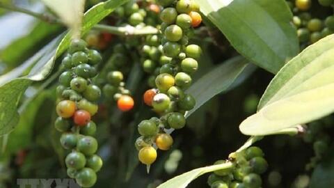 Giá hồ tiêu hôm nay (27-9): Giảm đồng loạt