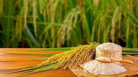 Giá lúa gạo hôm nay (27-9): Giá gạo giảm
