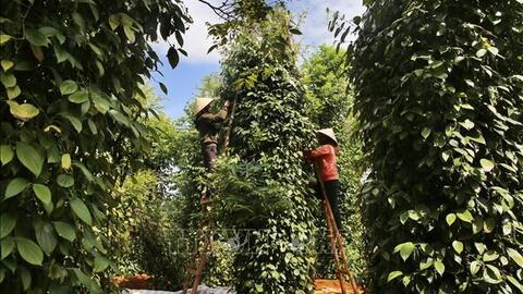 Giá hồ tiêu hôm nay (30-9): Ổn định