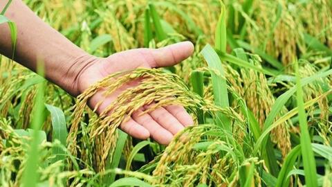 Giá lúa gạo hôm nay (3-10): Gạo xuất khẩu giảm mạnh