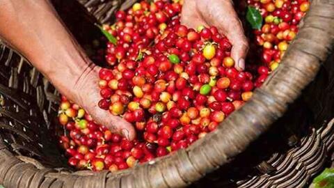 Bản tin nông sản hôm nay (18-10): Giá cà phê, hồ tiêu, lúa gạo đều giảm