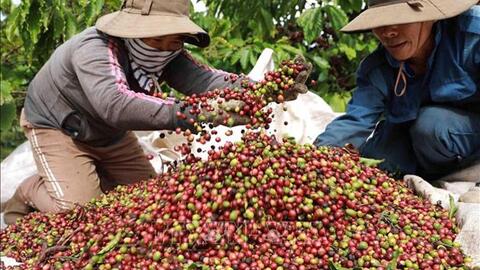 Bản tin nông sản hôm nay (2-6): Giá cà phê và hồ tiêu đi ngang, gạo giao dịch chậm