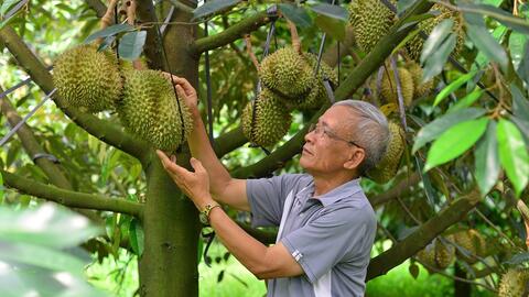 Lâm Đồng siết chặt quản lý chất lượng sầu riêng