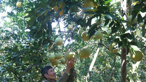 Đổi mới phương thức sản xuất, người dân Nhữ Khê làm giàu trên mảnh đất quê hương