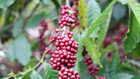 Bản tin nông sản hôm nay (3-12): Giá cà phê trong nước giảm mạnh