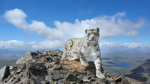 Ảnh động vật hoang dã đẹp đến mức AI cũng 'ghen tị'