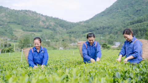 Hương sắc danh trà 2025: Nơi trà kể câu chuyện văn hóa xứ Thái