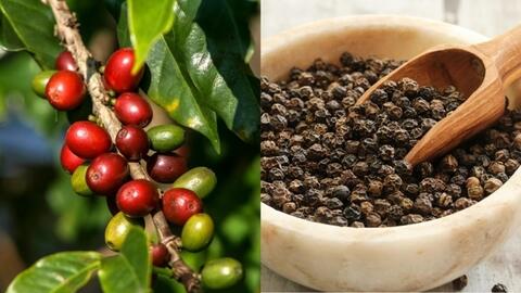 Bản tin nông sản hôm nay (22-1): Giá cà phê giảm mạnh, giá hồ tiêu đi ngang