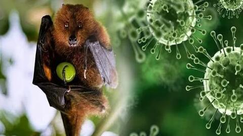 Podcast 27/01: Nipah - virus tử vong tới 75%: Thế giới có đối mặt một 'COVID-19 mới'?