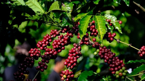 Bản tin nông sản hôm nay (30-1): Giá cà phê quay đầu giảm nhẹ