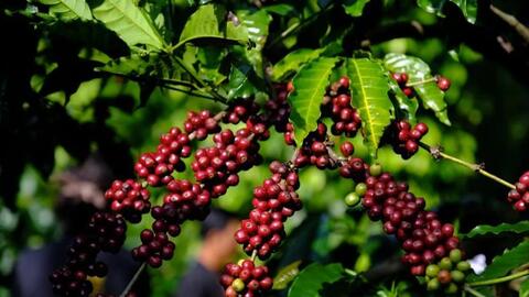Bản tin nông sản hôm nay (9-2): Giá cà phê thế giới giảm mạnh