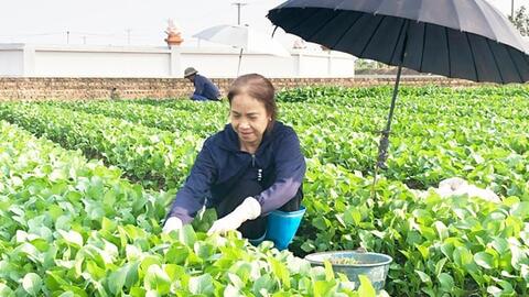 Đưa sản phẩm rau sạch Bát Tràng vươn xa