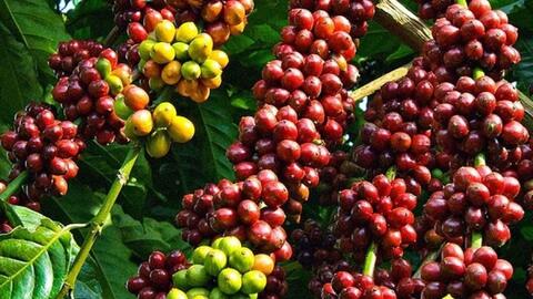 Bản tin nông sản hôm nay (19-3): Giá cà phê tiếp đà tăng, hồ tiêu giữ giá cao