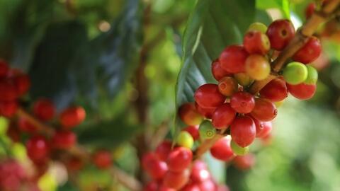 Bản tin nông sản hôm nay (26-3): Giá hồ tiêu, cà phê tăng mạnh