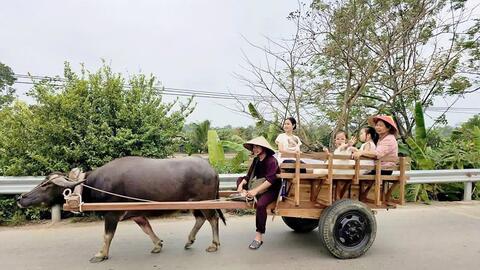 Khám phá làng cổ Đường Lâm bằng xe trâu: Thêm trải nghiệm, tăng sức hút du khách