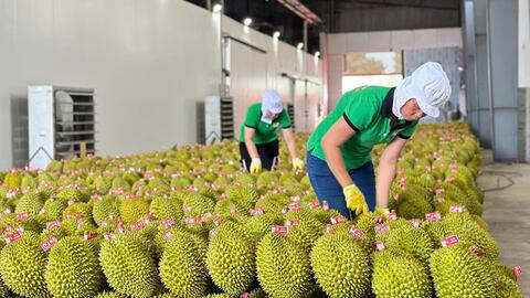 Dán tem truy xuất nguồn gốc trái cây: “Tấm hộ chiếu” nâng tầm giá trị xuất khẩu