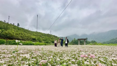 Lạ lẫm những triền hoa tam giác mạch trái mùa nơi cực Bắc