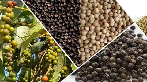 Bản tin nông sản hôm nay (28-4): Giá cà phê, hồ tiêu, lúa gạo cùng đi ngang