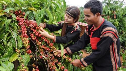 Bản tin nông sản hôm nay (6-5): Giá cà phê đi ngang, hồ tiêu giảm nhẹ