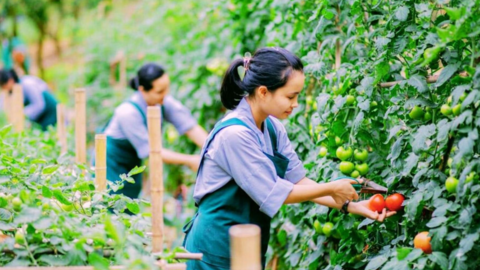 Cơ hội rộng mở cho người lao động đi làm việc từ các thị trường quốc tế