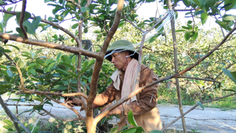 Hải Phòng: Nông dân gồng mình ‘giải nhiệt’ cứu nông sản giữa ngày nắng nóng