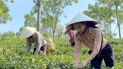Phú Thọ: Hỗ trợ phát triển sản xuất, tạo sinh kế bền vững cho người nghèo