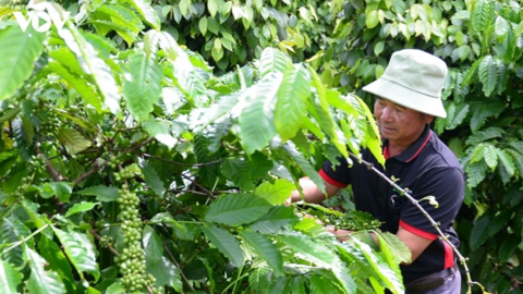 Bản tin nông sản hôm nay (31-8): Giá cà phê, hồ tiêu đồng loạt giảm