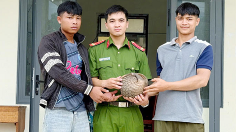 Cá thể tê tê quý hiếm được người dân ở Quảng Ngãi tự nguyện giao nộp