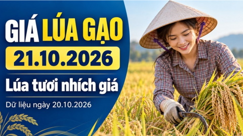 Giá lúa gạo hôm nay 21.10.2026: Lúa tươi nhích lên, sức mua còn chậm