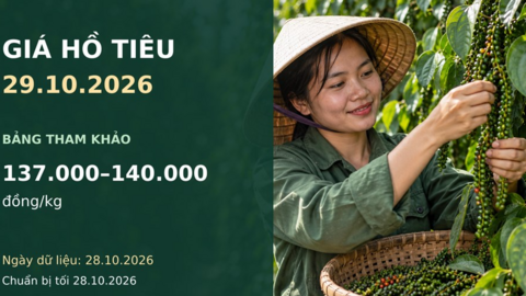 Giá hồ tiêu hôm nay 29.10.2026: Chênh lệch giữa các vùng 3.000 đồng/kg