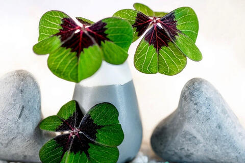 <a href="/ngam" title="Ngẫm" rel="dofollow">Ngẫm</a>