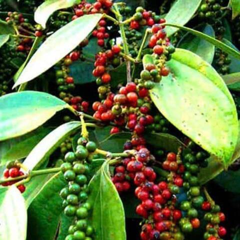 <a href="/kinh-te-247" title="Kinh tế 247" rel="dofollow">Kinh tế 247</a>