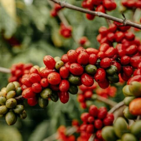 <a href="/kinh-te-247" title="Kinh tế 247" rel="dofollow">Kinh tế 247</a>