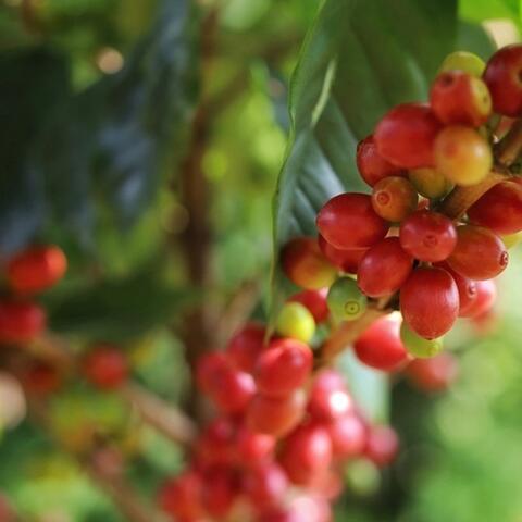 <a href="/kinh-te-247" title="Kinh tế 247" rel="dofollow">Kinh tế 247</a>