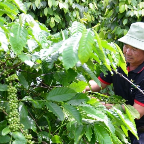 <a href="/kinh-te-247" title="Kinh tế 247" rel="dofollow">Kinh tế 247</a>